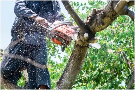 tree services MacArthur